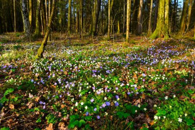 Anemonoides nemorosa (Anemone hepatica) ve mavi karaciğer otu (Anemone hepatica) ile kaplıdır.)