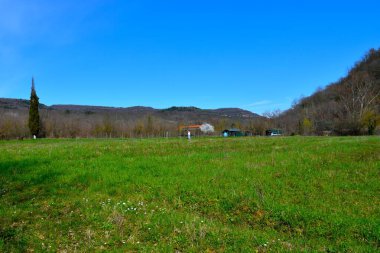 Dragonja Vadisi 'nde çim tarlası, tepeler orman kaplı ve baharda Istria, Primorska, Slovenya' da beyaz çiçek açan ağaç.