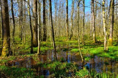 Wetland Krakov forest in spring in Dolenjska, Slovenia clipart
