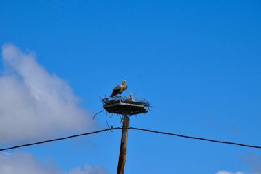 Bir çift beyaz leylek (Ciconia ciconia) kuş yuvası