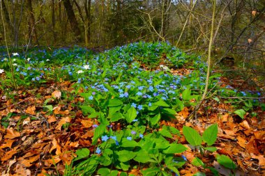 Mavi sürünen göbek otu (Omphalodes verna) çiçekler