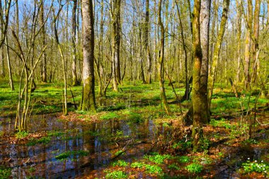 Wetland Krakov swamp forest with pedunculate oak (Quercus robur) trees in Dolenjska, Slovenia clipart
