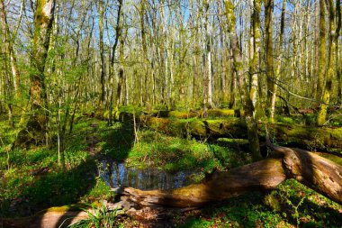 Krakov wetland swamp old-growth forest with fallen decomposing trees in spring in Dolenjska, Slovenia clipart