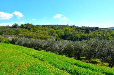 Slovenya, Primorska 'da zeytin koruluğuyla Strunjan tepesi