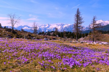 Velika planina ve karla kaplı dağ zirvesi Slovenya 'da mor çiçek (Crocus vernus)