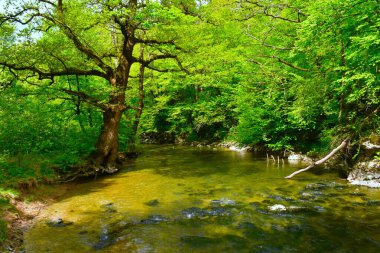 Slovenya 'nın Notranjska ilçesinde Rakov Skocjan' ın tepesinde pedunculate meşe ağacı (Quercus robur) olan rakı nehri