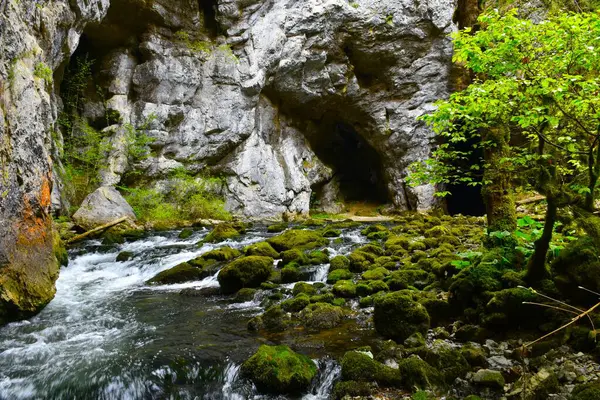 Pohled Řeku Rak Tekoucí Krasové Jeskyně Rakově Skocjan Notranjské Slovinsko Stock Fotografie