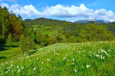 Meadow with white poet's daffodil flowers at Plavski Rovt in Karavanke mountains in Gorenjska, Slovenia clipart