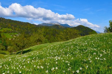 Field with white blooming poet's daffodil flowers with peaks in Karavanke mountain in Gorenjska, Slovenia clipart