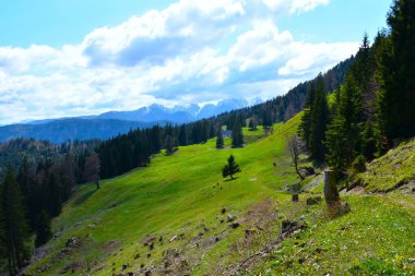 Slovenya 'nın Gorenjska kentinde İlkbaharda Hruski Vrh' de Karavanke dağlarındaki Alp otlağı