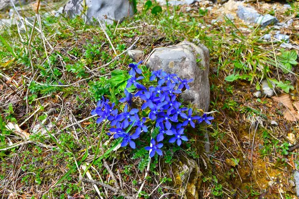 Modré Jarní Hořké Květy Gentiana Verna Stock Obrázky