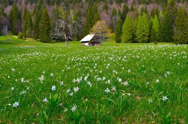 Louka Narcisy Básníků Karavanských Horách Gorenjska Slovinsko Stock Fotografie