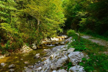 Preddvor yakınlarındaki Bistrica deresi Slovenya 'da bir patikanın yanında