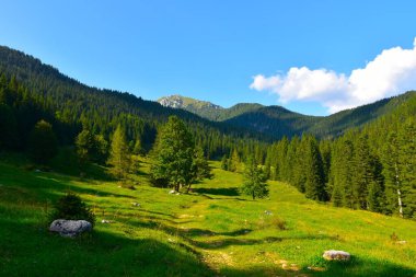 Slovenya 'nın Julian Alplerinde Visevnik dağının tepesinde Pokljuka' daki Alp çayırlar