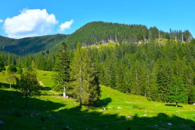 Slovenya 'da Uskovnica ve Pokljuka yakınlarındaki çayır ve ladin ağaçlarıyla (Picea abies) kaplı tepe