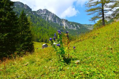 Blue flowering willow gentian (Gentiana asclepiadea) at Konscica pasture in Julian alps, Slovenia clipart