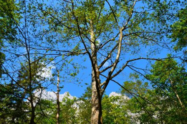 Krma 'daki ortak kayın ağacı (Fagus sylvatica)