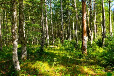 Güzel ılıman, yaprak döken, geniş yapraklı kayın (Fagus sylvatica) Avrupa ormanları