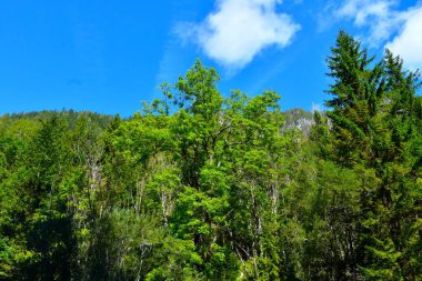 Avrupa külleri (Fraxinus Excelsior) ağacı