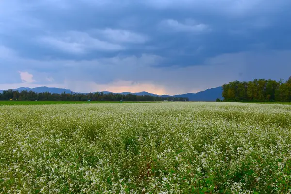 stock image Field of white flowering buckwheat (Fagopyrum esculentum) plants at Sorsko Polje in Gorenjska, Slovenia