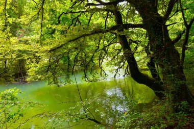 Slovenya 'nın Notranjska kentinde, Cerknisko Jezero' daki Jezerscica nehrinin Cemun pınarı ve bir akçaağaç (Acer campestre).