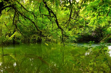 Slovenya 'nın Notranjska kentinde, Cerknisko Jezero' daki Jezerscica Nehri 'nde kaynak var.
