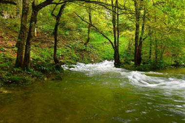 Slovenya 'nın Notranjska kentindeki bir ormanın pınarından akan su