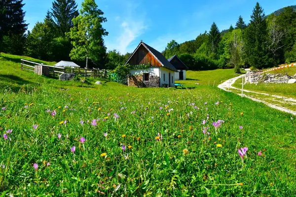 Slovenya 'nın Gorenjska kentindeki Vogar Alp otlağında çiçek ve çoban kulübesi olan mor sonbahar tarlası (Colchicum Autumnale) çiçekli çayır.