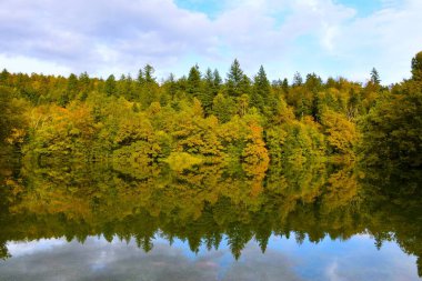 Slovenya 'nın Notranjska kentinde deniz kıyısındaki ormanın yansımasıyla Rakov Skocjan doğa parkındaki göl