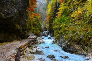 Slovenya 'nın Gorenjska kentindeki Gozd Martuljek kenti yakınlarında turuncu ve sarı sonbahar renklerine sahip Martuljek vadi ve dere manzarası