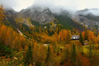 Slovenya 'nın Julian Alplerindeki Erjavceva koa na Vrsicu' da altın ve turuncu renkli sonbahar karaçam ormanıyla Alp manzarası