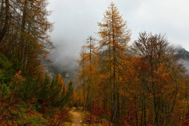 Slovenya 'nın Gorenjska kentindeki Vrsiç kentinde sonbahar renkli tarla ağaçlarıyla yürüyüş yapıyor