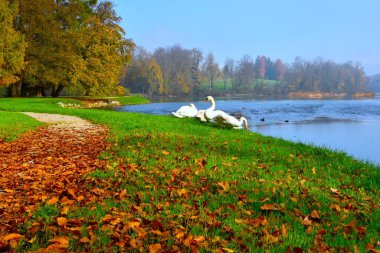 Slovenya 'da Krka nehrinin kıyısında Kuğular (Cygnus olor)