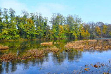 Slovenya 'nın Dolenjska kentinde, kıyı şeridinde bir dalda duran yaban ördeği ve sonbahar renkli ağaçlarıyla Krka nehri