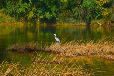 Gri haron Krka nehrinde sazlıkla suda duruyor.