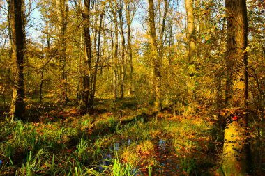 Slovenya 'nın Dolenjska kentinde sonbaharda Wetland Oak Ormanı Krakovski gozd