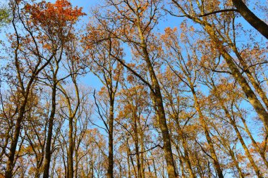 Slovenya 'nın Dolenjska kentinde sonbaharda bir pedunculate meşe (Quercus robur) Krakovski Gozd ormanının tepesi