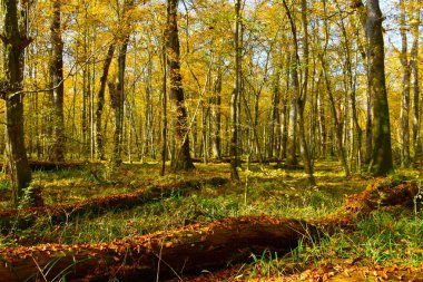 Slovenya 'nın Dolenjska kentinde ağaçlar (Quercus robur) ve çürüyen ağaç gövdeleri bulunan ovalı, ılıman, yaprak döken Krakovski Gozd ormanları