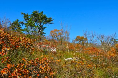 Colorful mediterranean forest with a pine tree and orange colored smoke tree (Cotinus coggygria) clipart