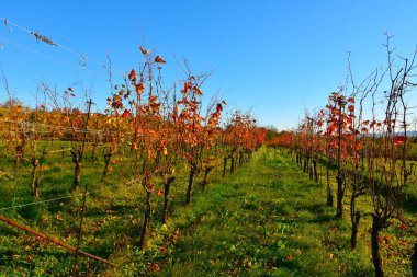 Kırmızı ve turuncu renklerde renkli sonbahar üzüm bağları