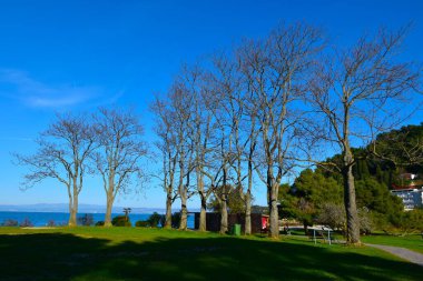 Slovenya 'nın Istria ve Littoral bölgesinde Adriyatik Denizi kıyısındaki Fiesa' da bir parkta ağaçlar