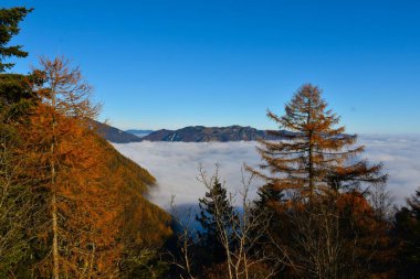 Slovenya 'daki sis ve sonbahar renkli tarla ağaçlarının üzerinde yükselen Lelika planina platosunun manzarası