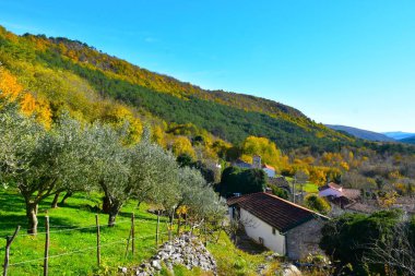 Slovenya 'nın Istria Primorska kentindeki Smokvica köyünde sonbahar renkli bir orman ve tepeyi kaplayan bir zeytinliği var.