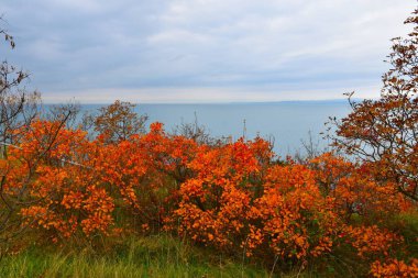 Orange and red smoke tree (Cotinus coggygria) bushes and the Adriatic sea in Strunjan nature park in Istria, Littoral, Slovenia clipart