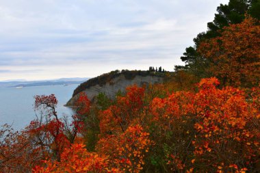 Strunjan, Istia, Littoral, Slovenya 'daki Adriyatik Denizi üzerinde turuncu ve kırmızı duman ağacı (Cotinus coggygria) çalıları ve uçurum
