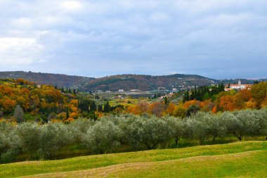 Istria, Littoral, Slovenya 'da sonbaharda bir zeytin koruluğu ve portakal renkli ağaç yapraklarıyla Strunjan körfezi manzarası