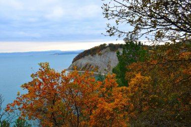 Slovenya 'nın Littoral bölgesinin Istria kentindeki Adriyatik Denizi' nin yukarısındaki ay körfezinde uçan uçurum ile sarı ve turuncu sonbahar renkli duman ağacı (Cotinus coggygria)