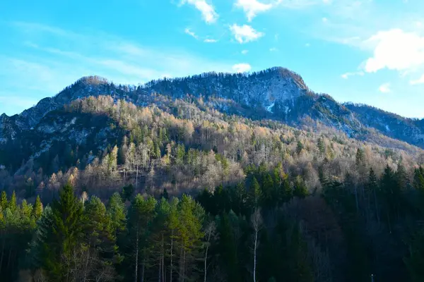 Slovenya 'nın Gorenjska kentindeki Vrata' nın yukarısında Julian alpleriyle kaplı orman