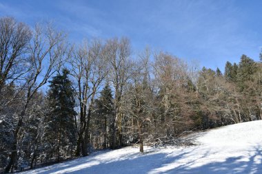 Karla kaplı bir tarlanın kenarındaki orman