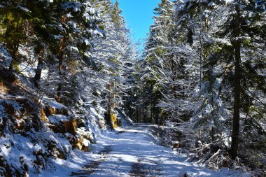 Karla kaplı yol kış boyunca karışık yaprak ve kozalaklı ormandan geçiyor.